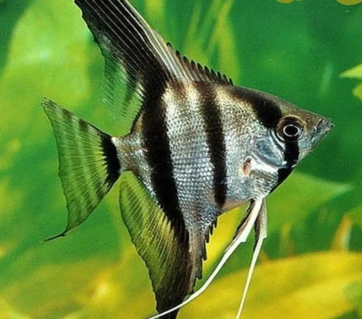 2 BEAUTIFUL MEDIUM LARGE ASST D ANGELFISH FRESHWATER TROPICAL