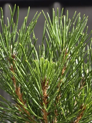 Japanese Black Pine Bonsai Starter EXPRESS POST - image 1 of 4