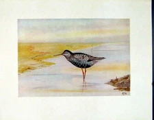 Original Old Vintage Print Spotted Redshank Birds Color Fine Art C1924 20th