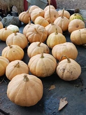 *ORGANIC HEIRLOOM SEMINOLE PUMPKIN 15+ SEEDS NATIVE SEED  MAKES GREAT FRYBREAD*