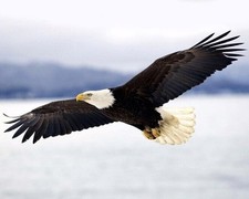 650858 Beautiful Bald Eagle Animal America Bird Wall Print Poster