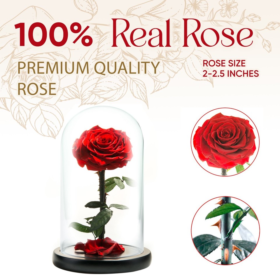 Preserved Rose in Glass Dome Eternal Enchanted Forever - Infinity Rose ...