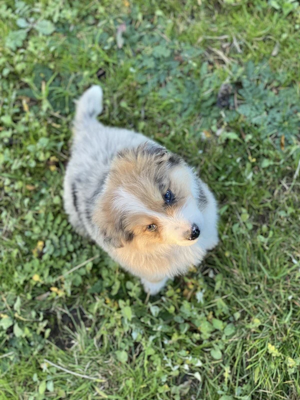 australian shepherd puppies for sale gumtree