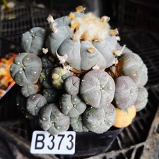 No rooting----big!!------Ariocarpus/Astrophytum myriostigma  /gardening supplies