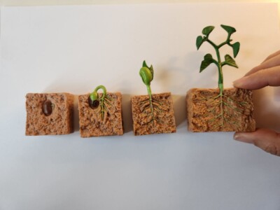 Life Cycle of a Green Bean Plant Educational Model, New, 4-stage,  Montessori 