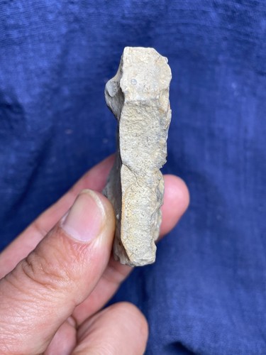 70g natural Cambrian period Blackwelderia Trilobite tail specimen - Picture 14 of 17