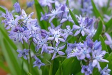 Scilla Bifolia Bulbs Early Spring Blue Flowers Hardy Woodland Garden Perennial