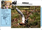 Dr Jim Stamps Maximum Card Piping Plover 42C Fdc 2008