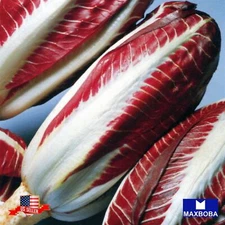 Endive Seeds - Red Treviso Non-GMO Heirloom Vegetable