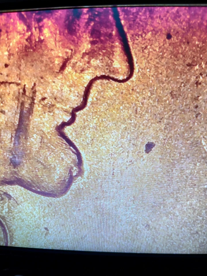 Lincoln Wheat Penny OCS 1957-D Foto 3 de 4