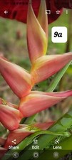 2 Rhizome Heliconia caribaea x bihai 'Bubble Gum''/ Rostrata total of 2 Rhizome