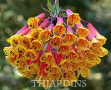 Bomarea Multiflora Very Rare, Alstroemeria - Flowers Rouge Orange - 20 Sementes