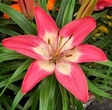 Asiatic lily Imported Holland vearty Lilium Flower Bulbs PACK OF 5 BULBS 