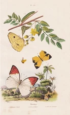 Pierides Schmetterlinge Puppen Raupen Insekten Stahlstich Guerin-Meneville 1838