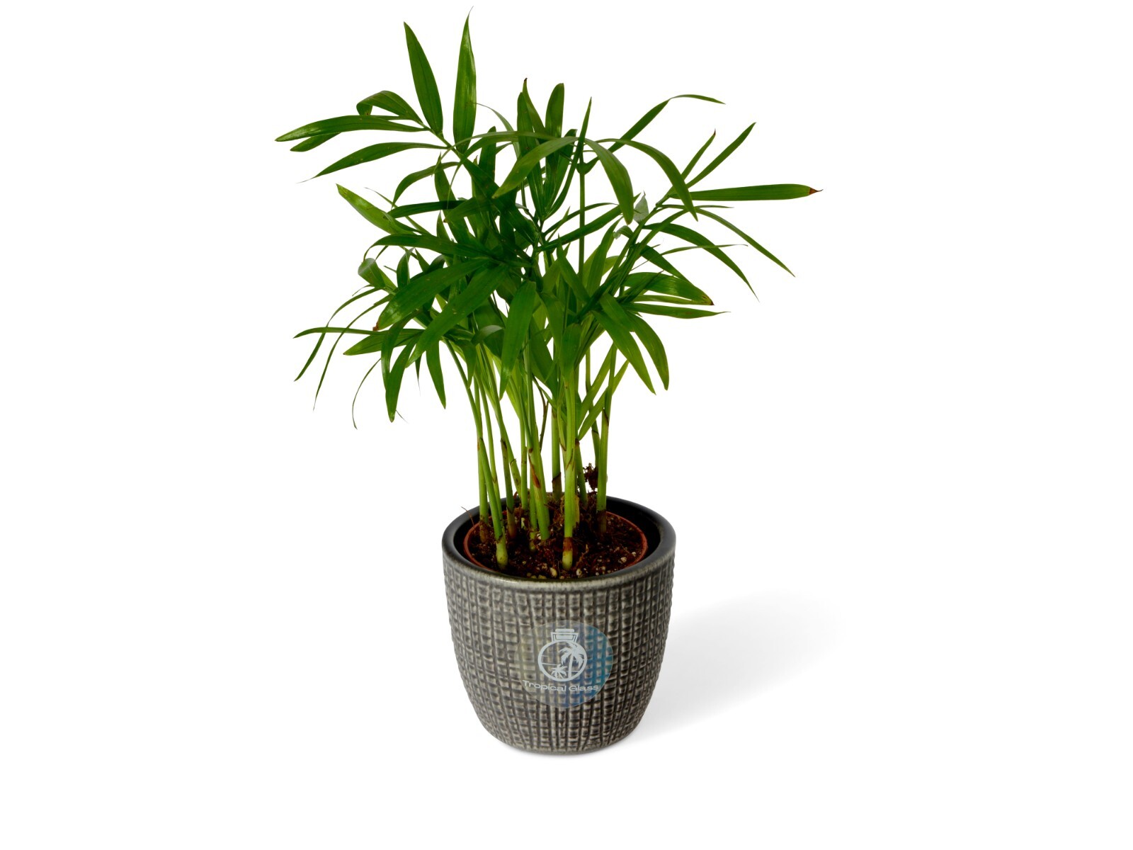 Chamaedorea Palm Elegans Live Indoor Houseplant Terrarium 5.5cm pot Parlour Palm