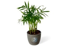 Chamaedorea Palm Elegans Live Indoor Houseplant Terrarium 5.5cm pot Parlour Palm