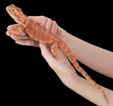 Bandai Diversity of Life on Earth Premiuml Bearded Dragon Red Figure 36cm Japan