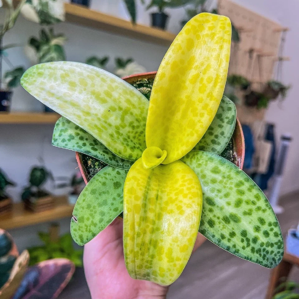 ~Leopard Lily~ Ledebouria Socialis Violacea Variegated Silver Squill Potd PLANT - Image 2 of 4