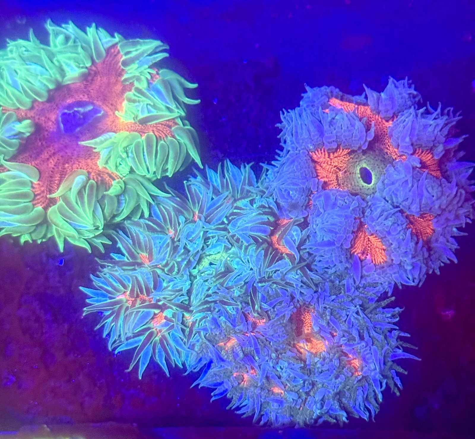 5-Pack Rock Flower Anemone Live Coral Saltwater Reef Aquarium