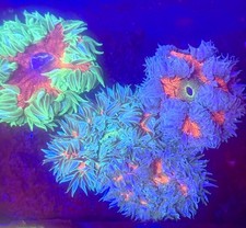 5-Pack Rock Flower Anemone Live Coral Saltwater Reef Aquarium