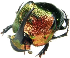 Phanaeus mexicanus MALE red green scarab beetle Guatemala PINNED