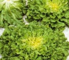 30x Endivie Mikado RZ Nummer Fünf 2 - Endivie Samen Gemüse KS439
