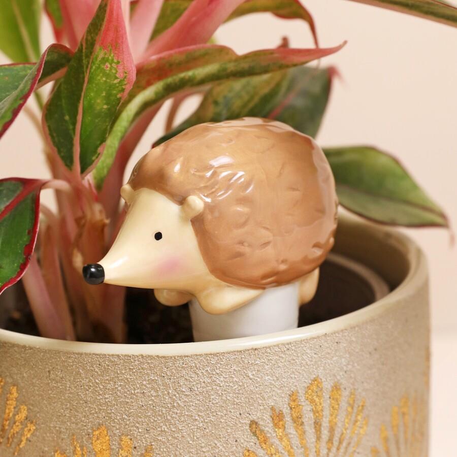 small planting pot Golden Pothos