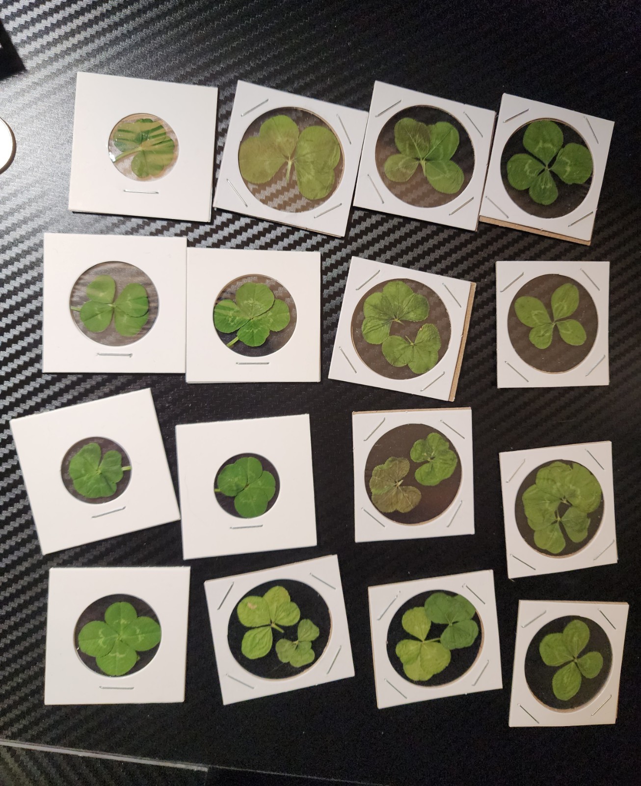 Real Four Leaf Clovers 4 Good Luck!