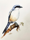 Original Long Tailed Shrike Watercolor Painting – Bird Art