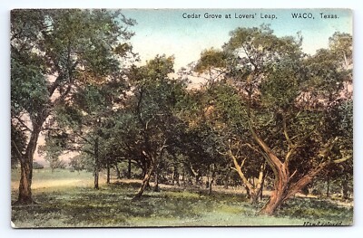 Postcard Cedar Grove at Lovers' Leap Waco Texas TX