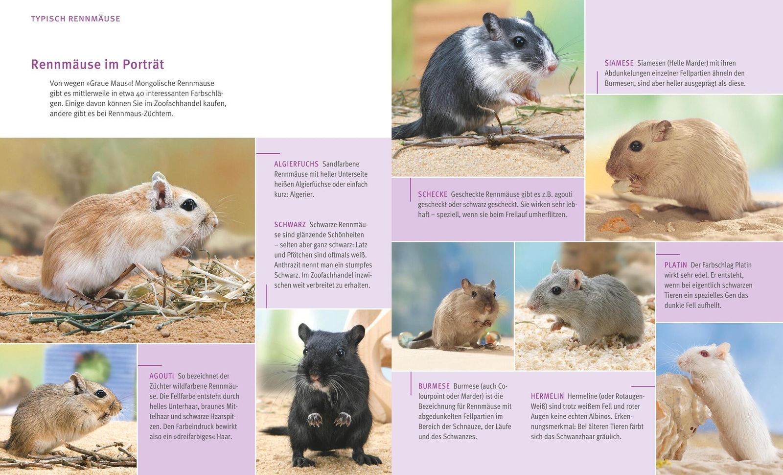 Thumbnail - Rennmäuse Engelbert Kötter