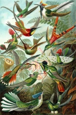 Vintage Hummingbird Poster Print, Ernst Haeckel Scientific Illustration Bird Art