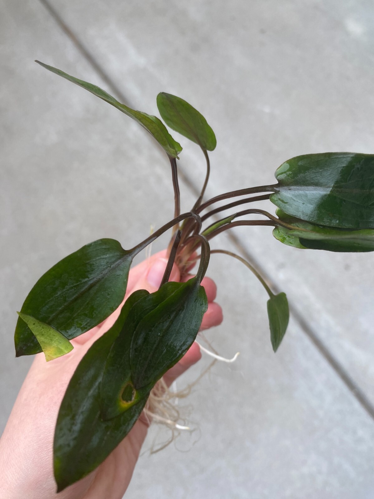 BUY 2 GET 1 FREE CRYPTOCORYNE MIXED MD Extremely Easy Beginner