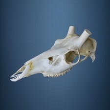 363SKU Crane de cerf, bois de cerf, massacre, trophée, Diametre 27mm 