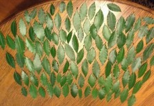 Organic Bay Leaves Leaf, Laurus Nobilis Laurel, Fresh Picked,101 Bay leaves