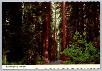 Silent Ancient Sentinels Giants Of The Redwood Highway California Postcard
