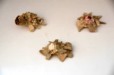 1 Specimen Xenophora japonica - ( Carrier Shell ) - 1 3/4" / 45mm - SW Taiwan