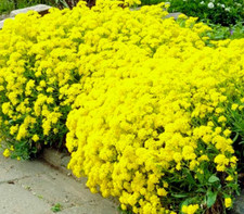 Alyssum saxatile compactum Golden Fall 450 seeds + 4" FREE REUSABLE PLANT LABEL 