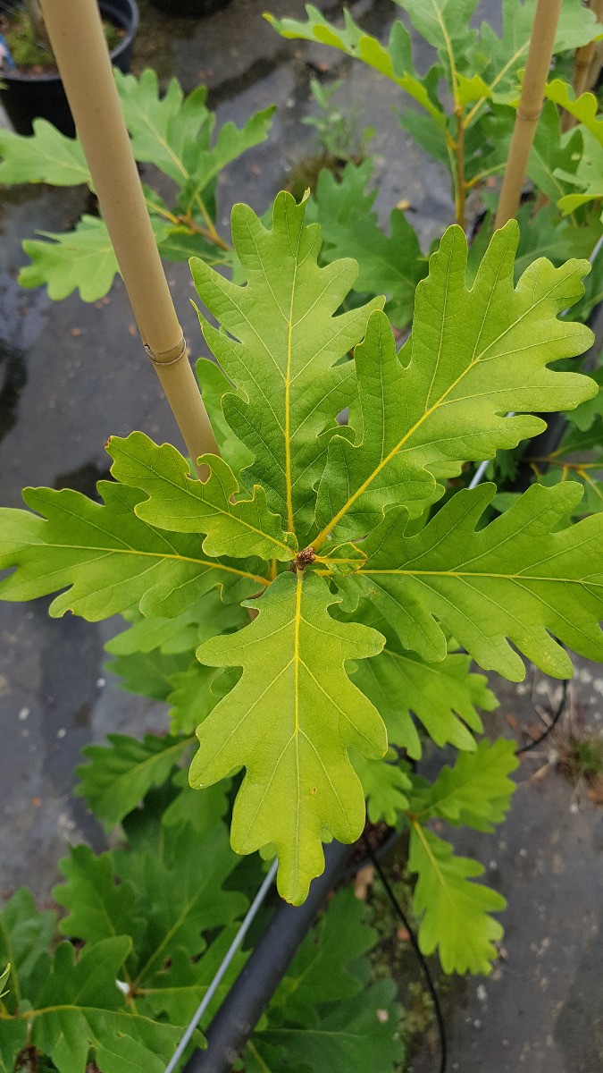 Quercus x sargentii Thomas chêne de collection rare pour propriété et parc - 4