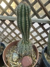 saguaro cactus plant 21 Inches Tall
