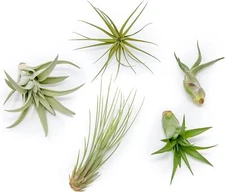 Classic Air Plants Variety Pack - Bulk/Wholesale -Easy Care Indoor/Outdoor Decor