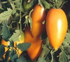 Tomato Orange Banana  250 seeds