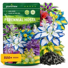 500 Mixed Color Hosta Seeds   Rare Perennial Flower Seeds   Easy to Grow Low...