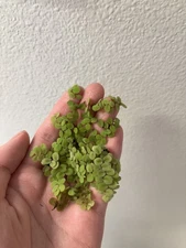 Salvinia Minima Easy Live Aquarium/Pond Plant BUY 2 GET 1 FREE