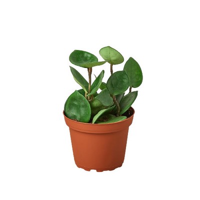 Hoya Carnosa 'Chelsea'-6'' Pot