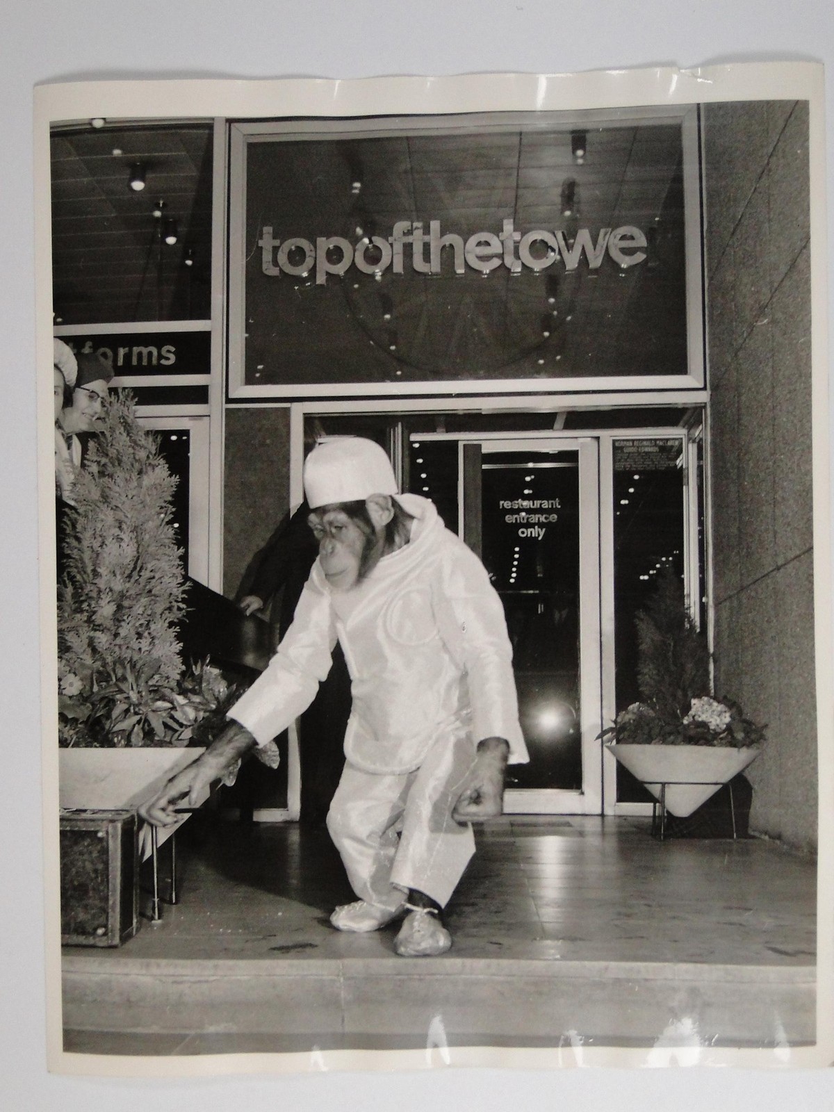 Chimpanzee Tina PG Tips Monkey Air Race PO Tower London 1969