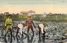 Postal de Houston Texas Japanese Rice Farm Planting Time S. H. Kress