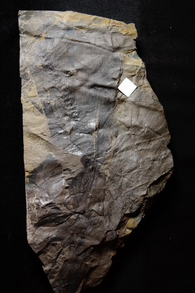 Carboniferous plant oldest know ginkgo fossil Ginkgophytopsis w it's cone ! - Image 4 of 4