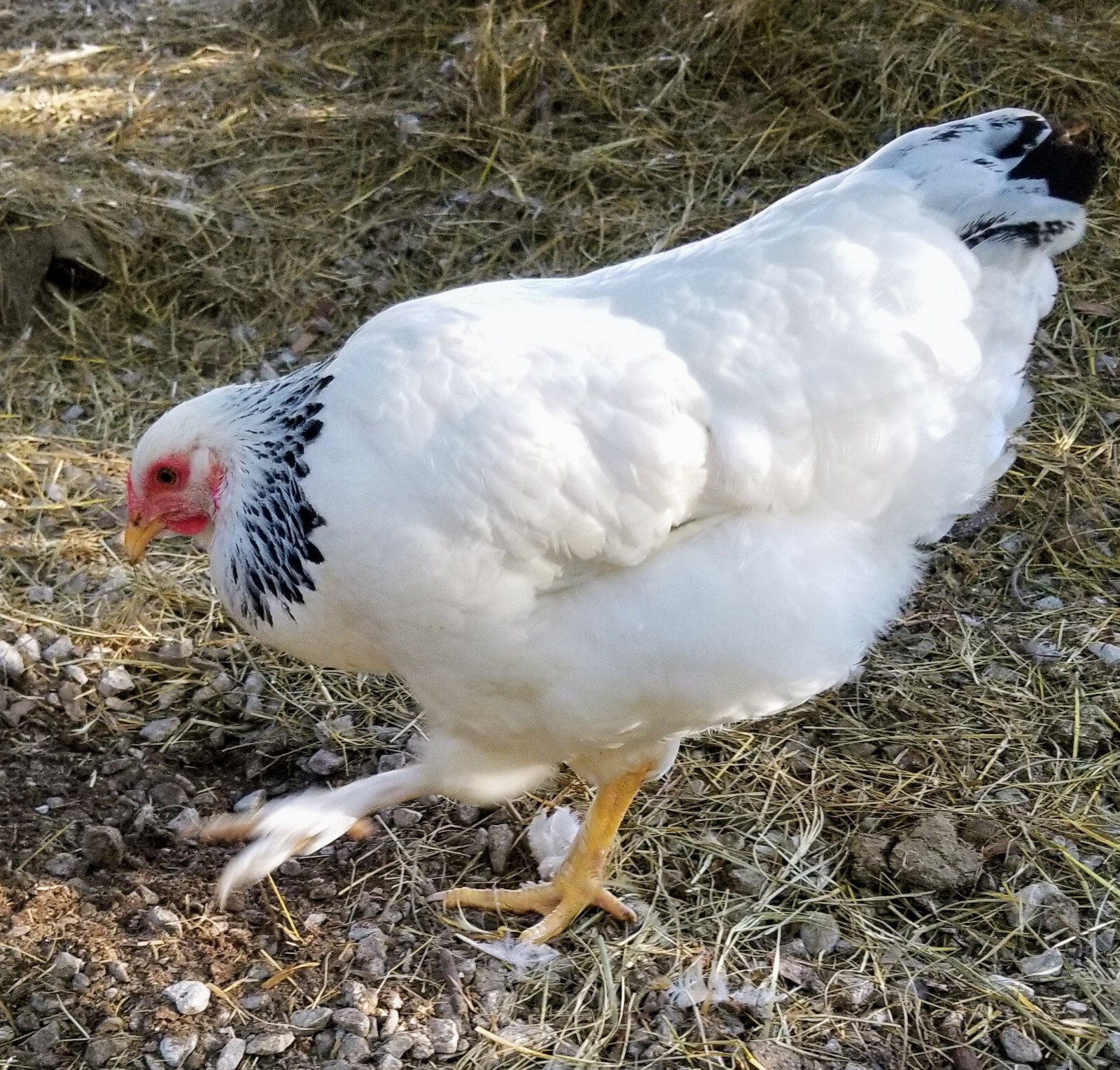 12 Jersey Giant, Brahma, German Kuhnhenn Bielefelder, Cross Hatching