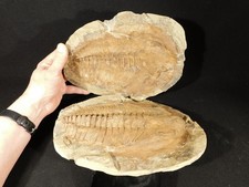 GIANT! 530 Million Year OLD! Andalusiana TRILOBITE Fossil Anif Morocco 5171gr